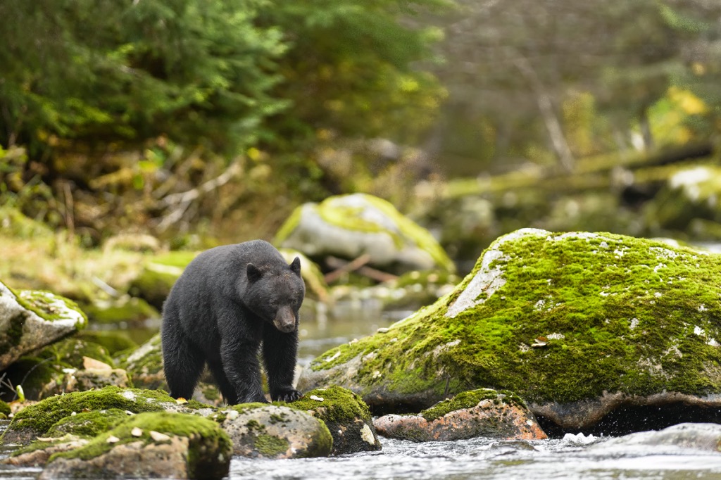 Black bears, British Columbia