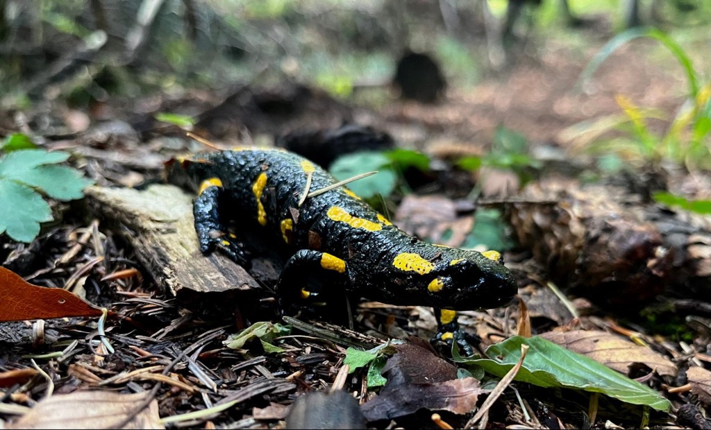 Amphibians, Bucegi Natural Park