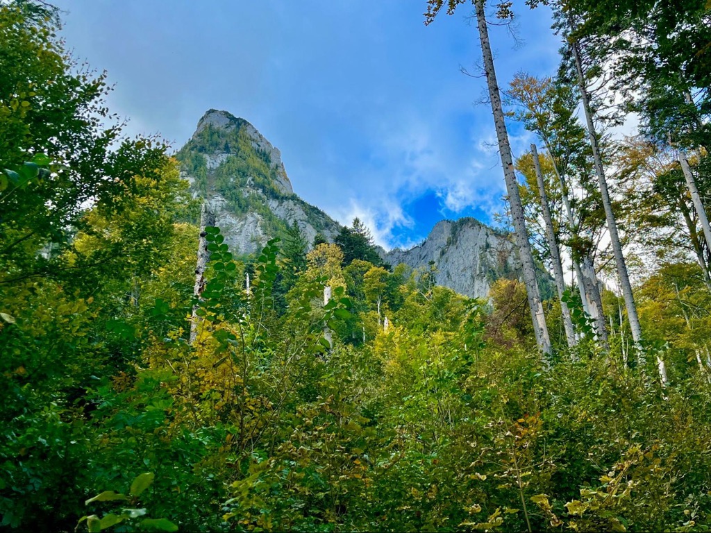 Beech forests, Bucegi Natural Park