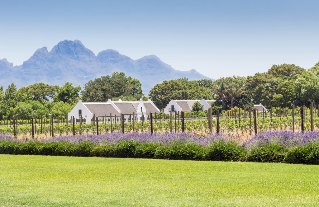 Cape Winelands, South Africa