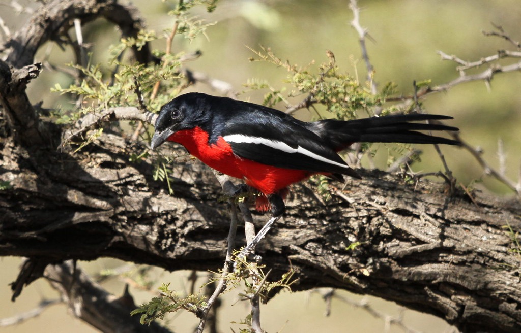 A crimson-breasted shrike in Polokwane Game Reserve. Capricorn District Municipality