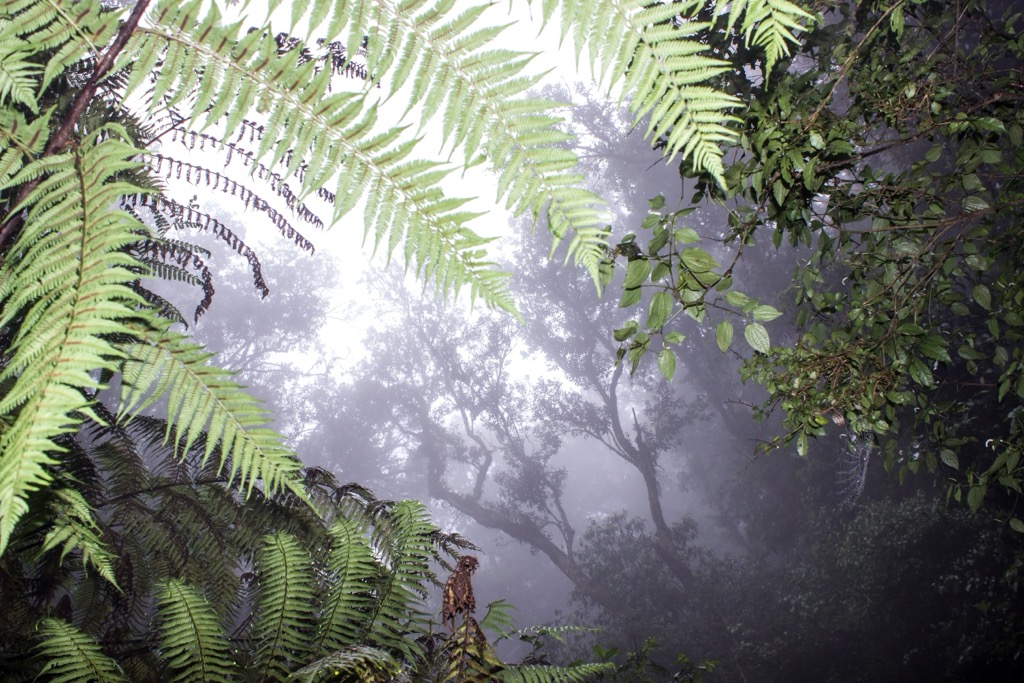 The misty afromontane forest of Magoebaskloof. Capricorn District Municipality
