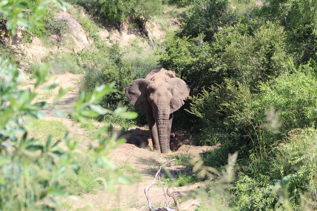 An elephant in the Polokwane Game Reserve. Capricorn District Municipality