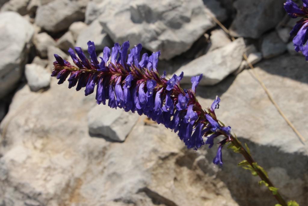 Wulfenia in bloom. Carinthia