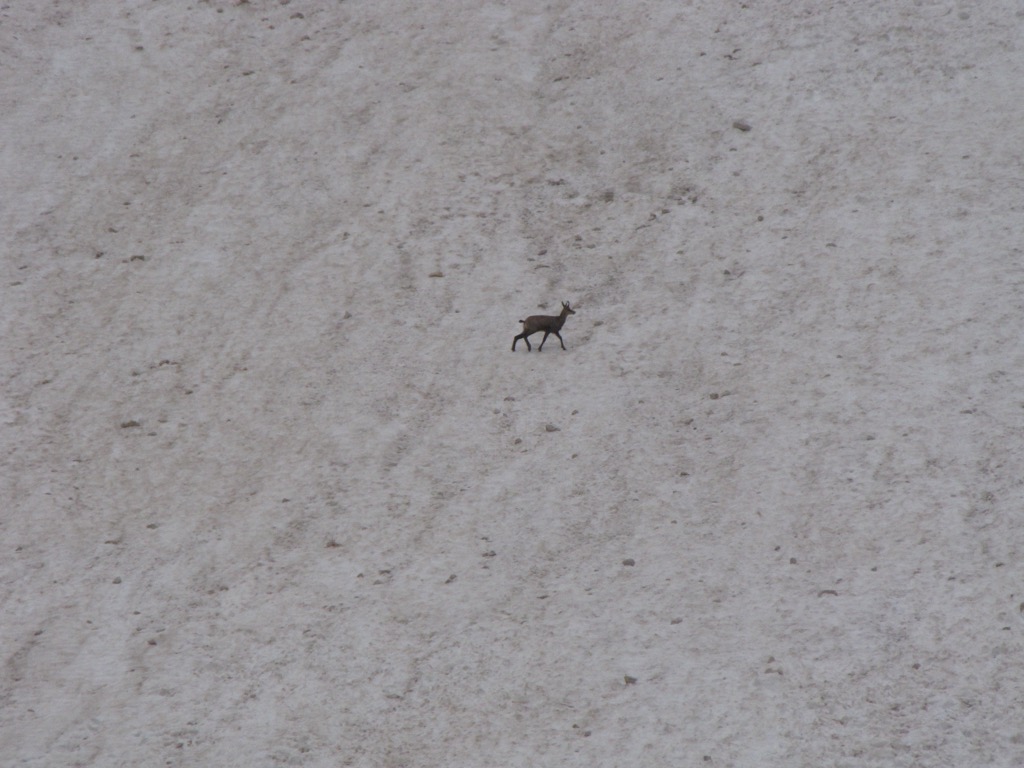 A chamois crosses the Skuta Glacier. Carinthian Slovenian Alps