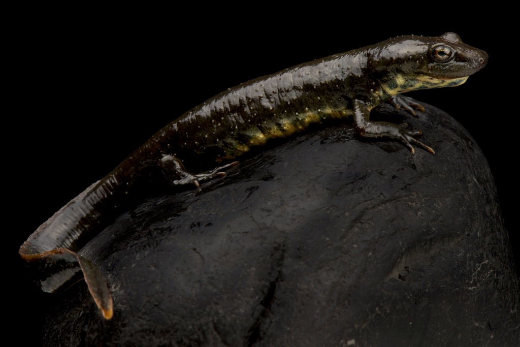 Montseny Brook Newt (Calotriton arnoldi), Catalonia, Spain