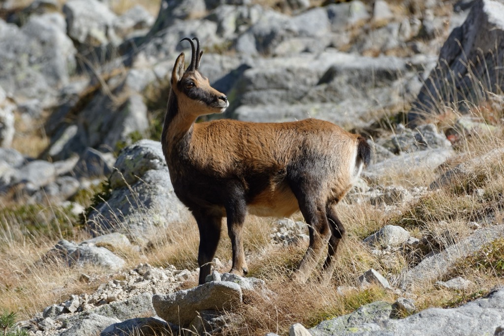 Pyrenean chamois (Rupicapra pyrenaica), Catalonia, Spain