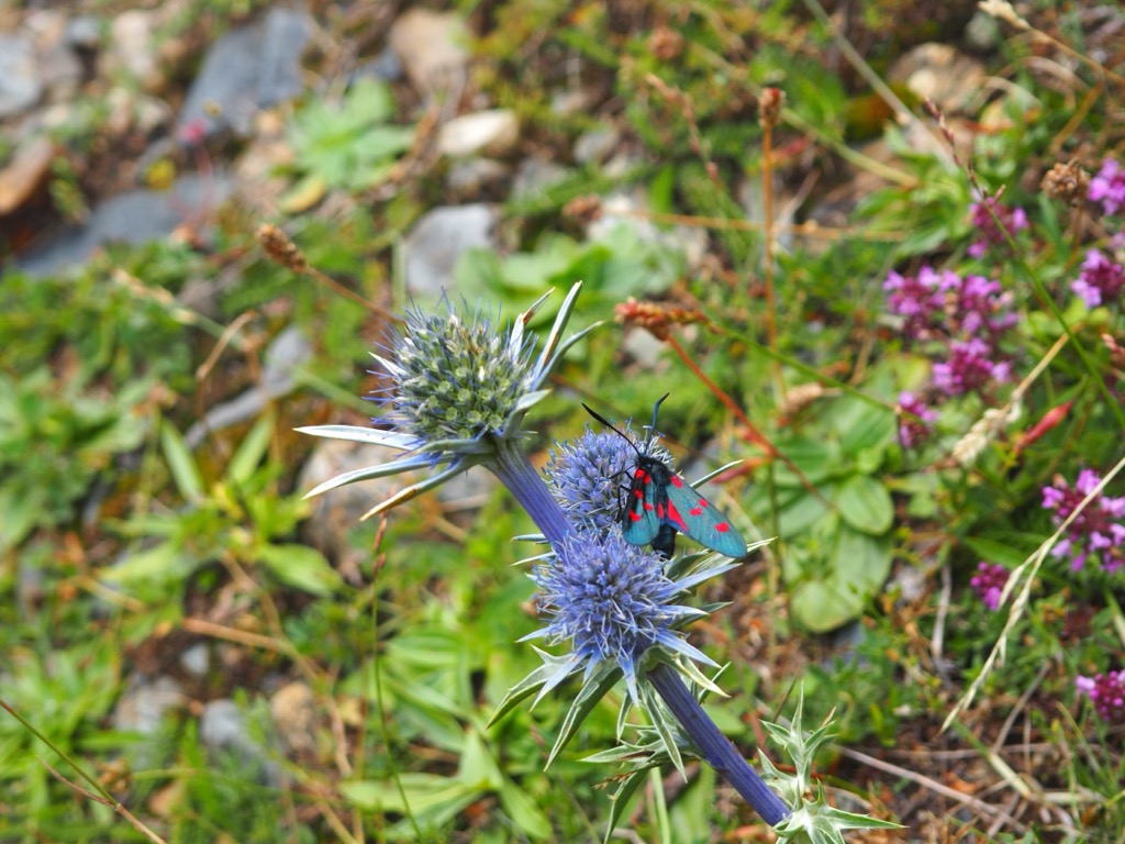 Catalan wildflowers, Catalonia, Spain