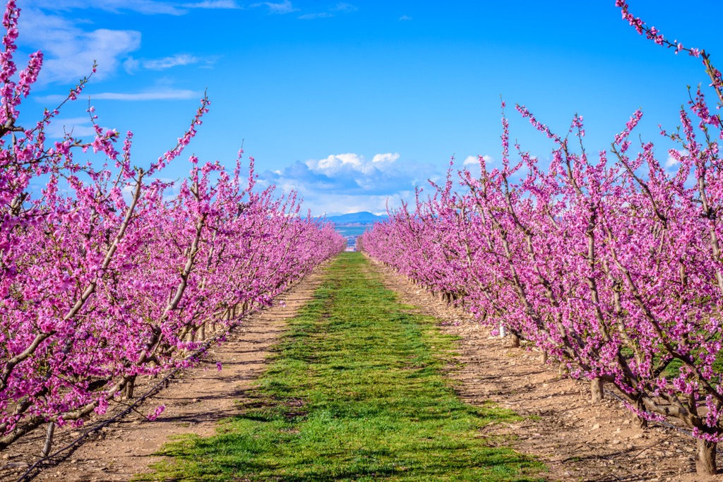 springtime peach tree bloom, Catalonia, Spain