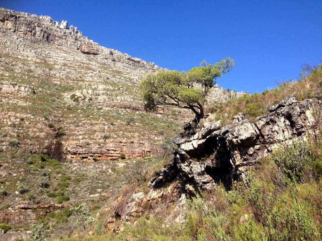 Clanwilliam Ceder, Cederberg, South Africa