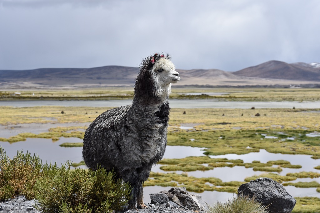 Parque Nacional Lauca, Chile