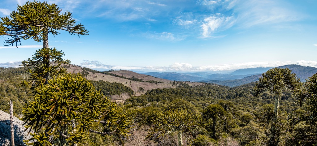 Parque Nacional Nahuelbuta, Chile