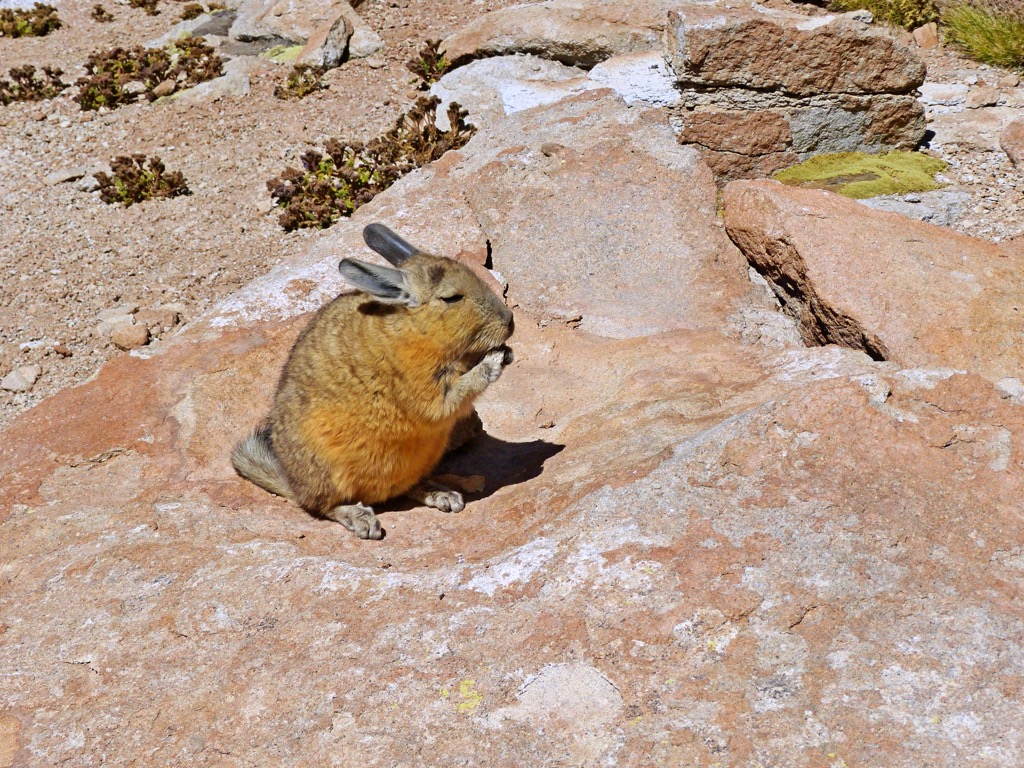 Viscacha, Chile