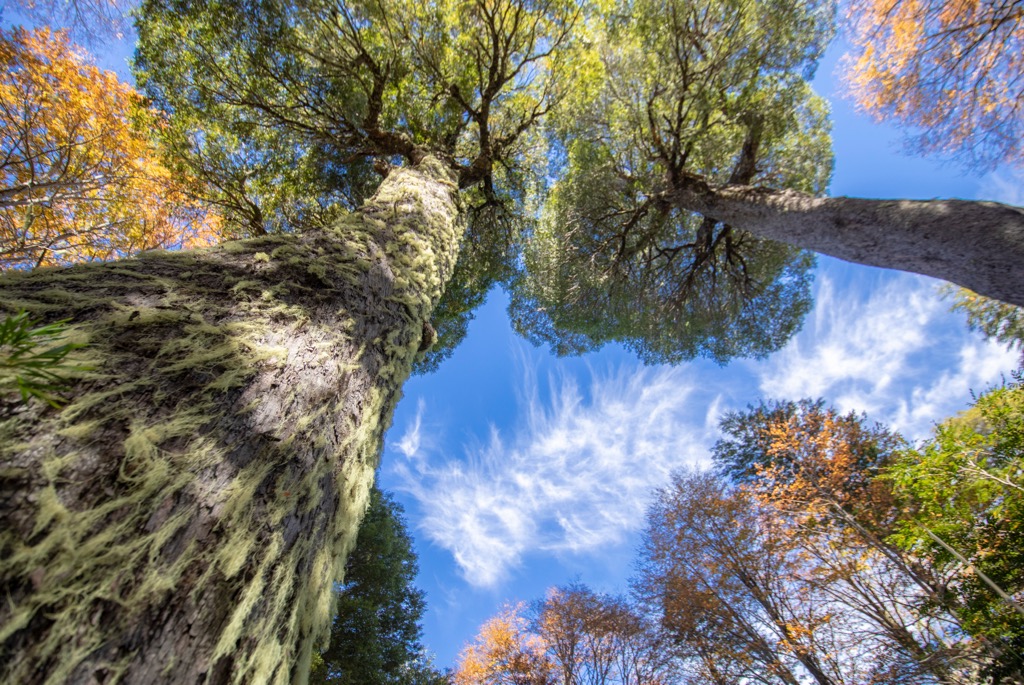 forest, Conguillo National Park, Chile