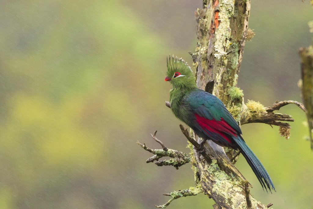 The endemic Knysna turaco. Drakensberg Mountains