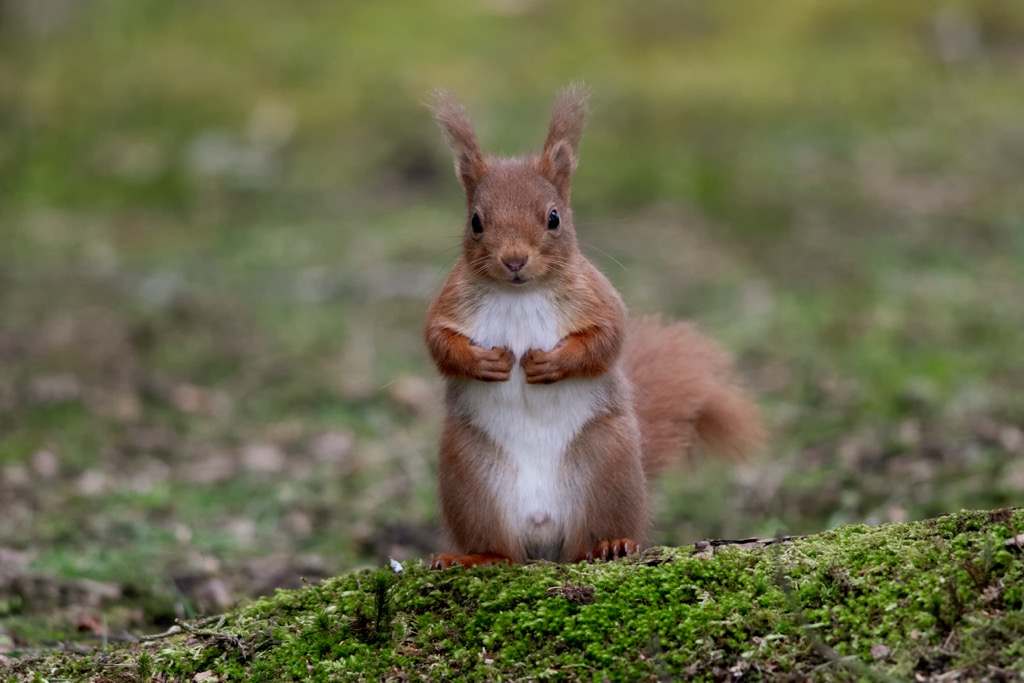 Red squirrels are Britain’s native squirrel species and have inhabited the isles for around 10,000 years. Dumfries and Galloway