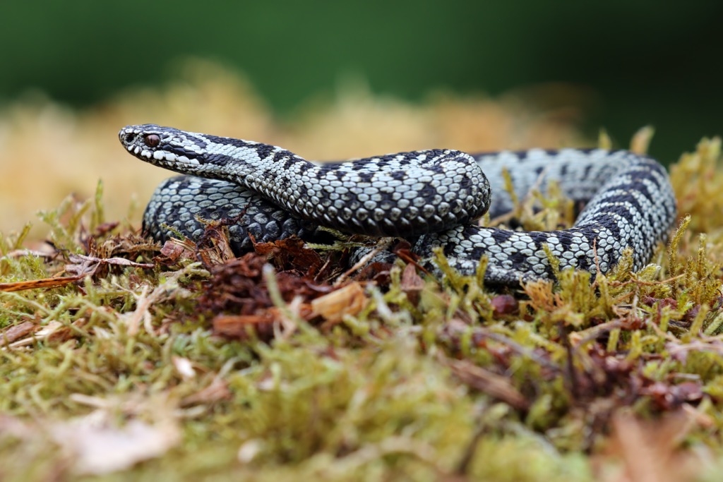 A picture of a male adder taken in Dumfries and Galloway. Dumfries and Galloway