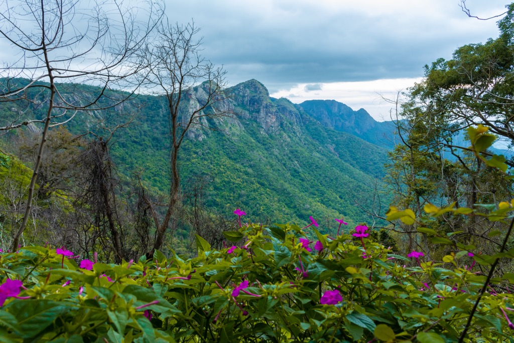 Kolli Hills, Tamil nadu, Eastern Ghats, India