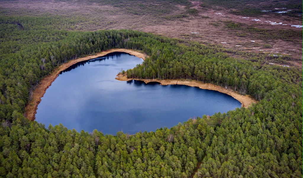 forest, Estonia