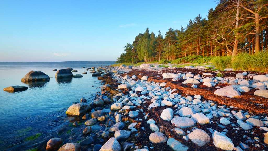 North forest, Estonia