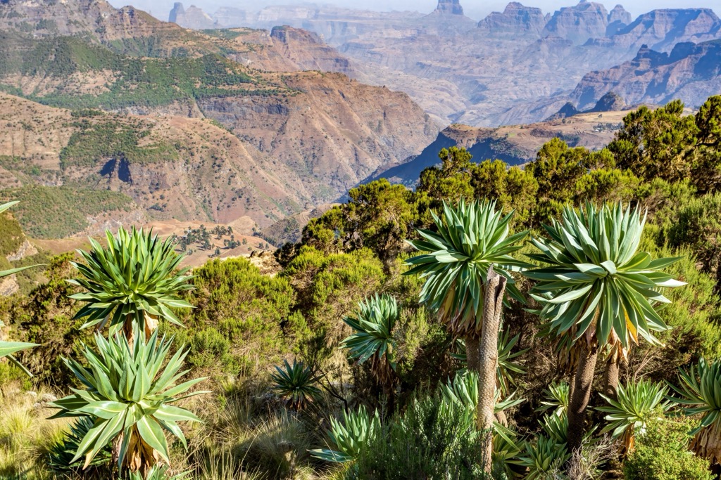 Giant lobelias in Semien Mountains National Park. Ethiopia Mountains