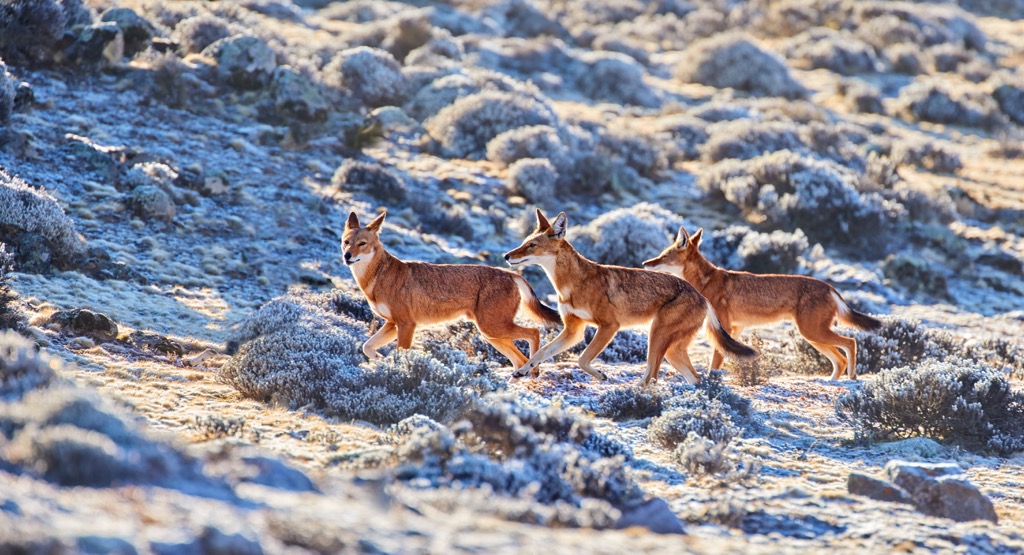 Three endangered Ethiopian Wolves photographed in the wild. Ethiopia Mountains