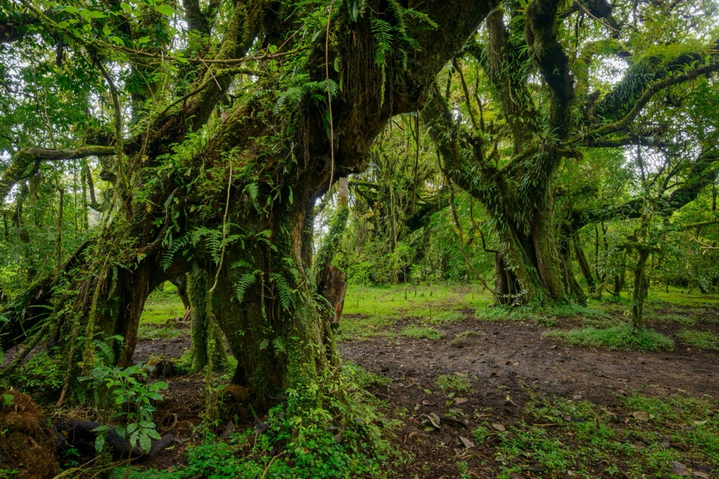 The lush forests of the Harenna Escarpment. Ethiopia Mountains