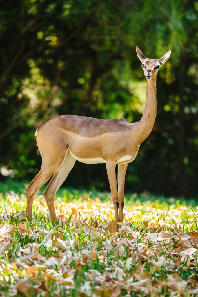 The bizarrely long neck of a dibatag. Ethiopia Mountains