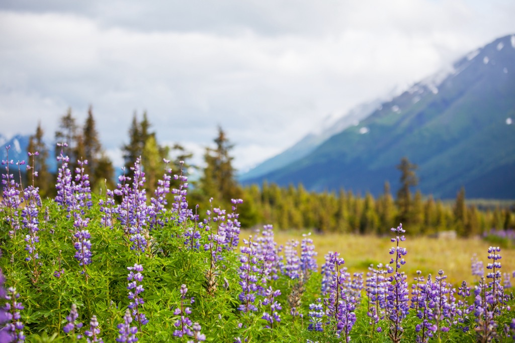 Fairbanks North Star, Alaska
