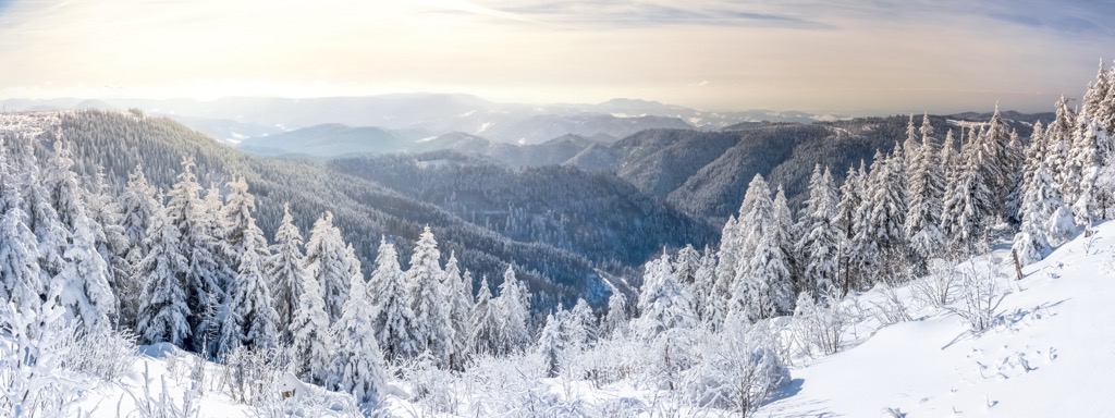 Majestic pines of the Black Forest. Feldberg