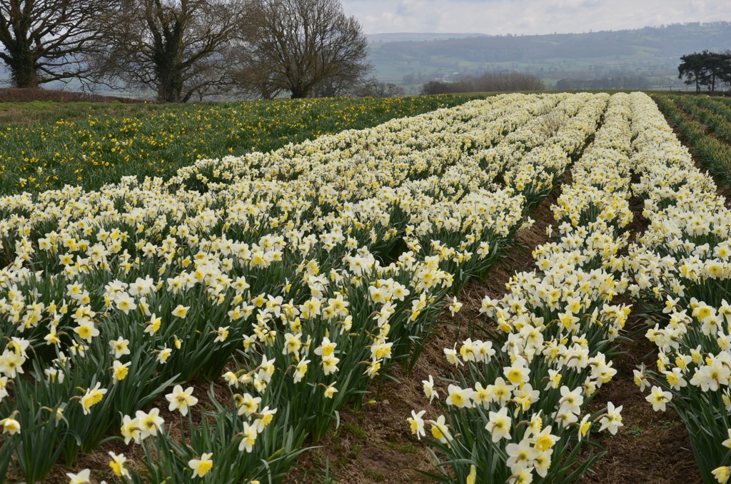Field of daffodils, Wales, United Kingdom