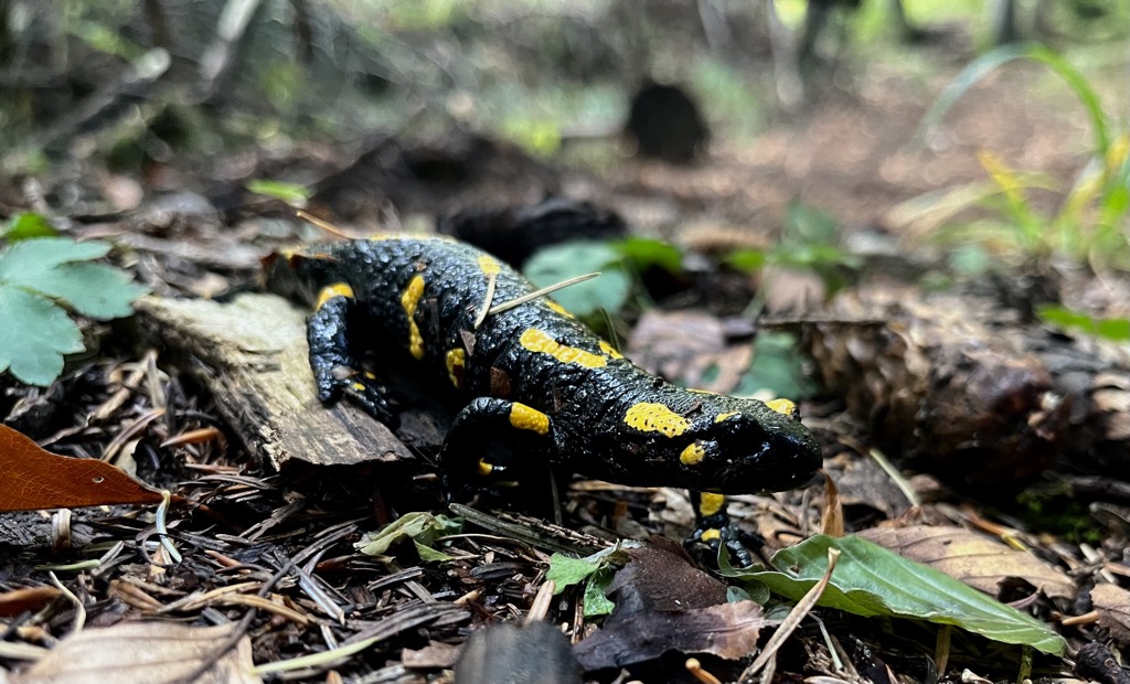 Fire salamanders Carpathians