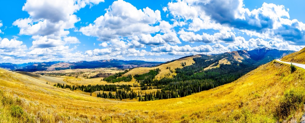 Flora, Yellowstone National Park, Idaho, USA