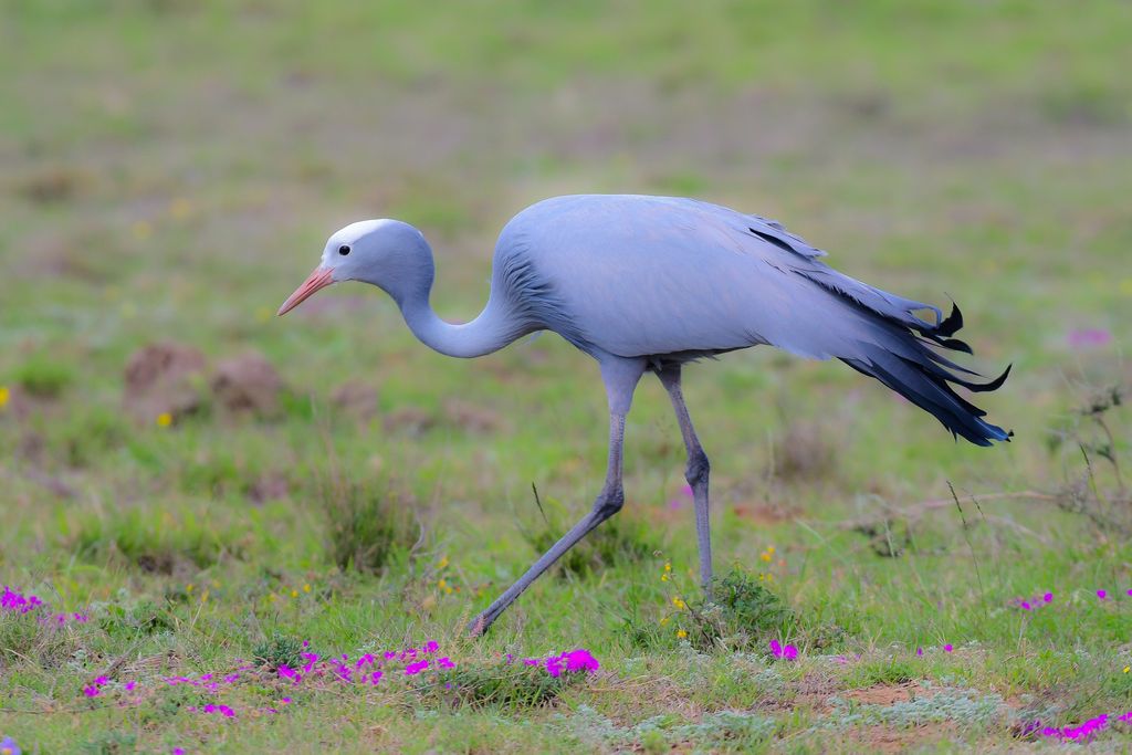 The Blue Crane, South Africa’s national bird