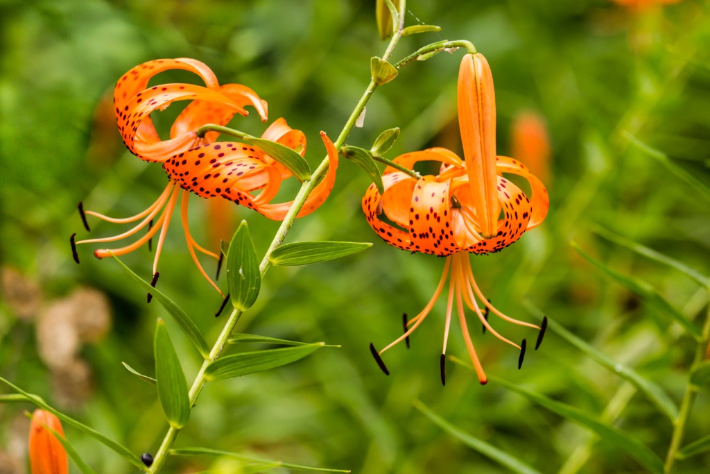 Turban lilies, also known as Turk's cap lilies. Friuli-Venezia Giulia