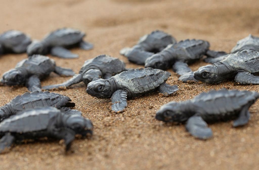 The Olive Ridley is among the smallest of the sea turtles. Goa Mountains