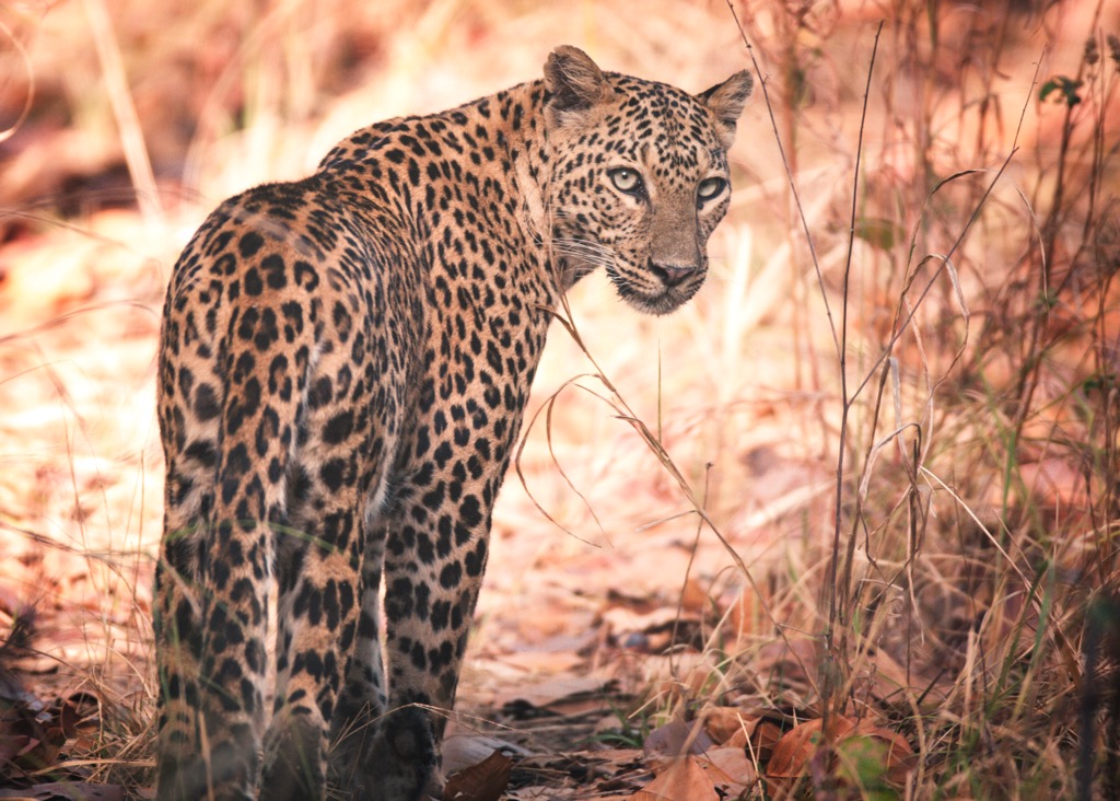 The spotted coat is the Leopard’s trademark. Goa Mountains