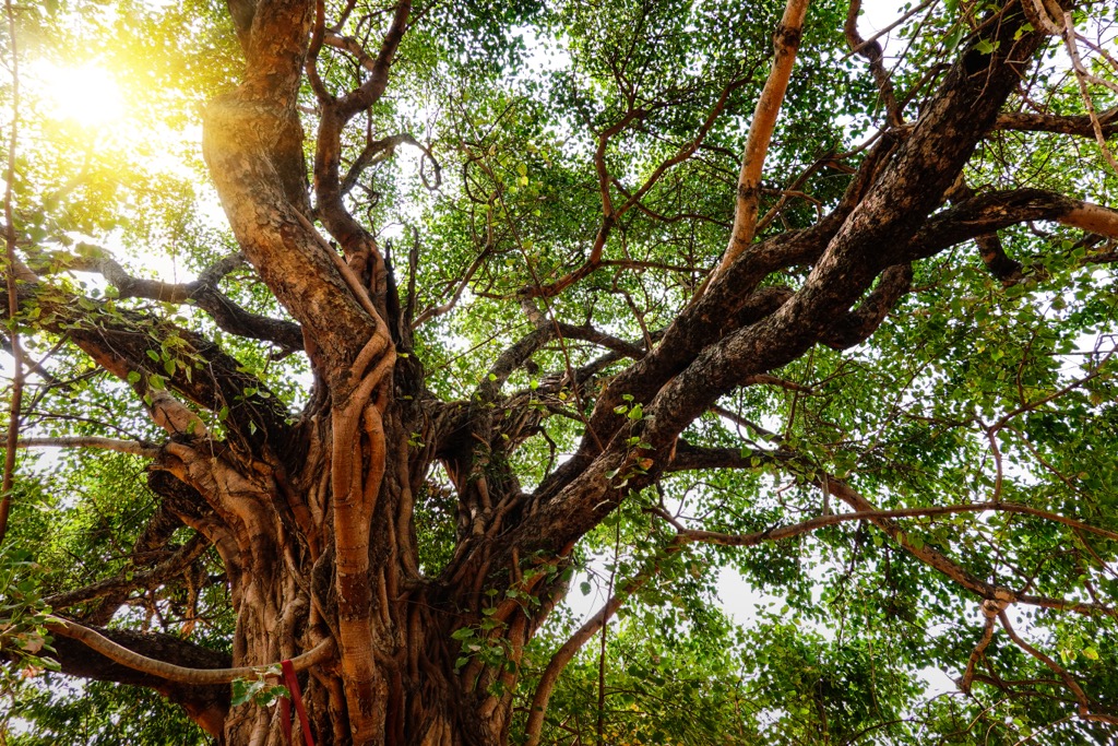 The Pipal tree goes by other names, including the Sacred Fig and Bodhi. Goa Mountains