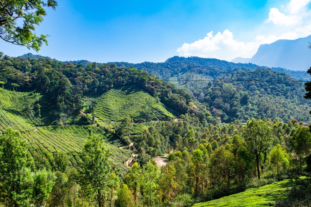 Tea Plantations. Goa Mountains