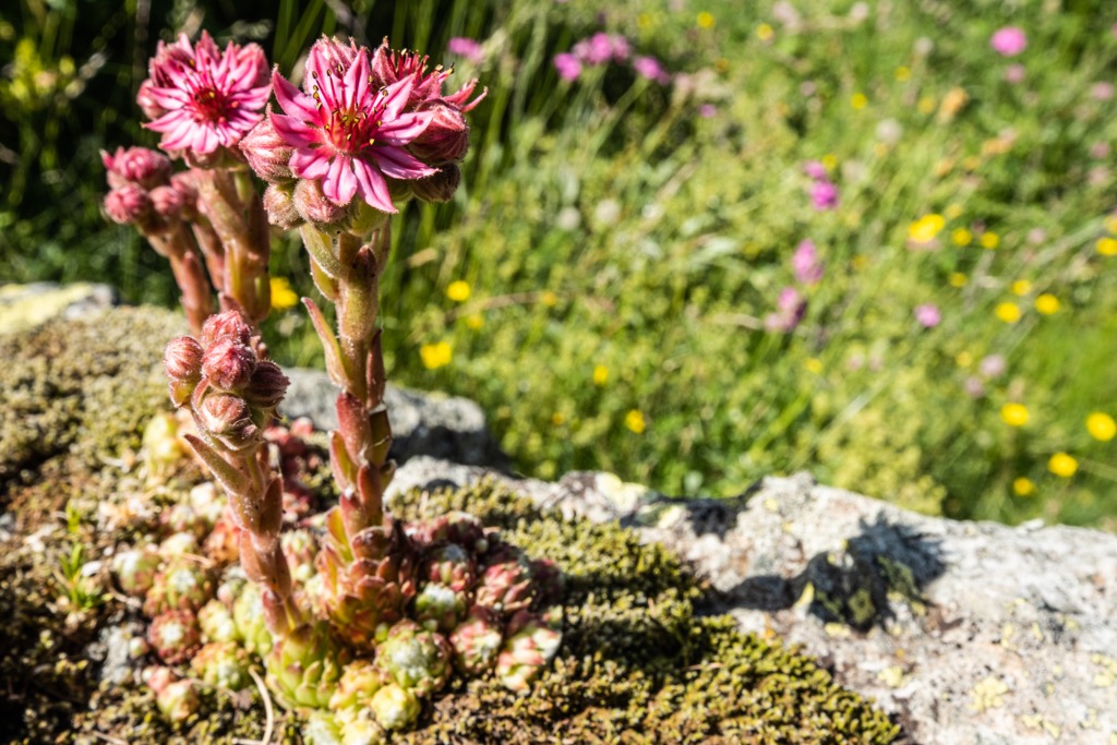Joubarbe flower, Hautes-Alpes, France