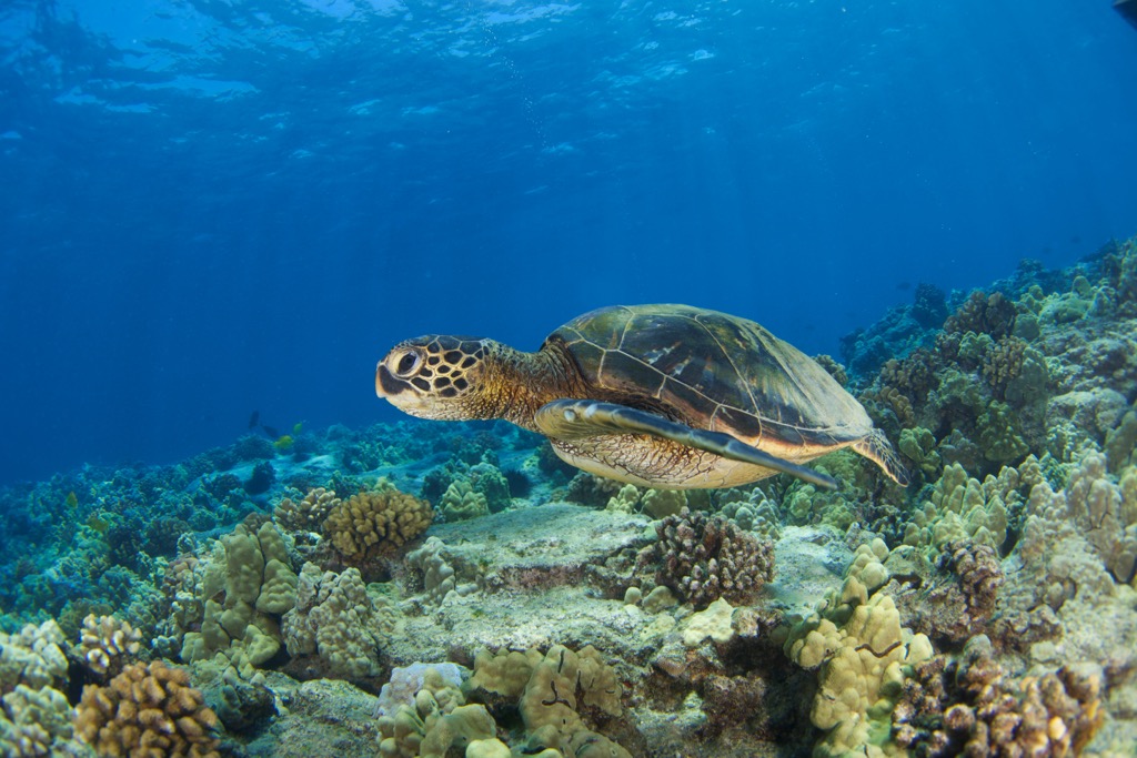 A green sea turtle off the coast of Kona. Hawaii County