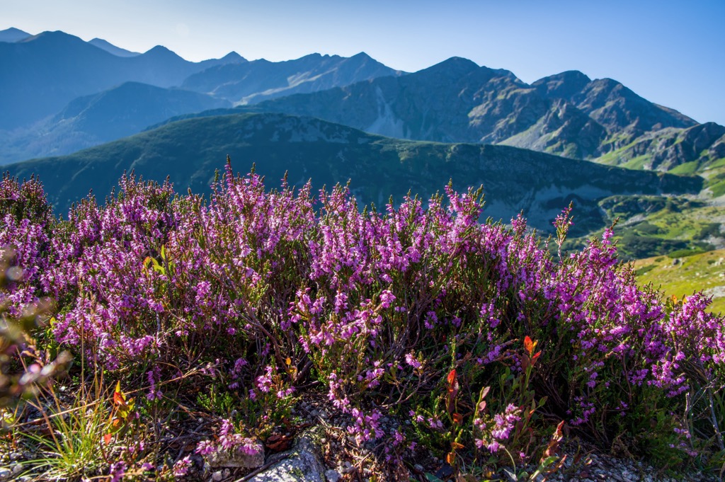 Mountains, Heather flowers, Poland