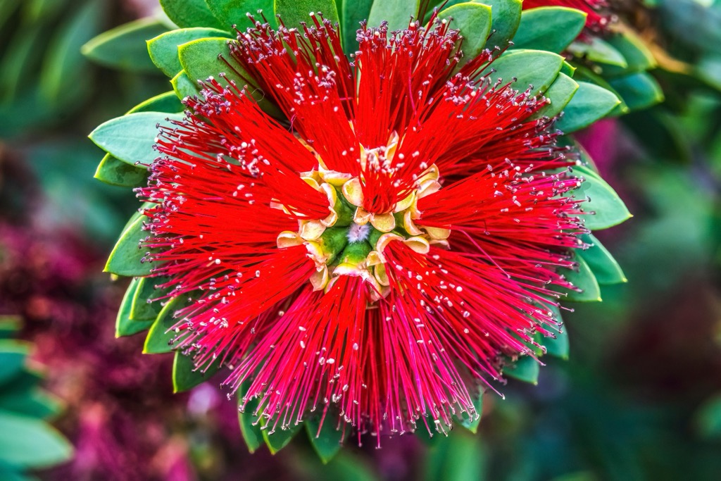 The flower of the ʻōhiʻa lehua tree. Honolulu County