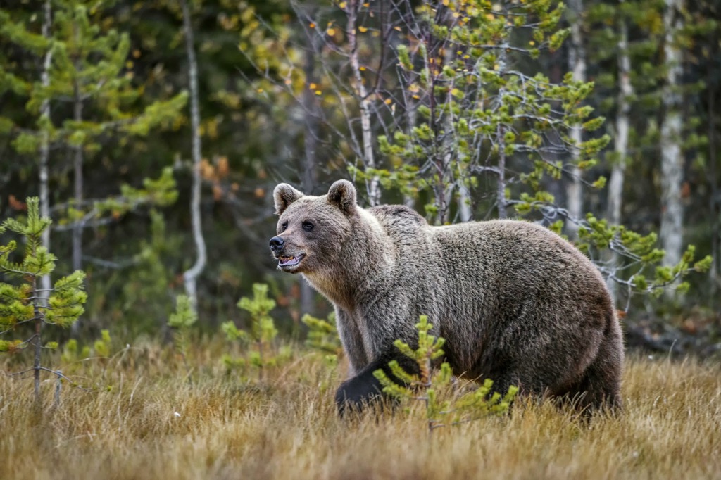 Brown Bear, Hungary