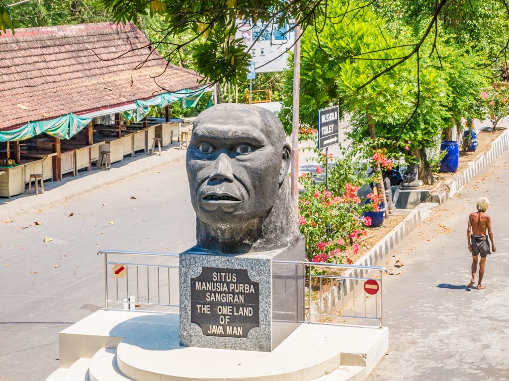 Java Man in Sangilan, Indonesia