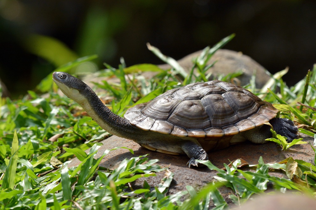 Roti Island snake-necked turtle, Indonesia