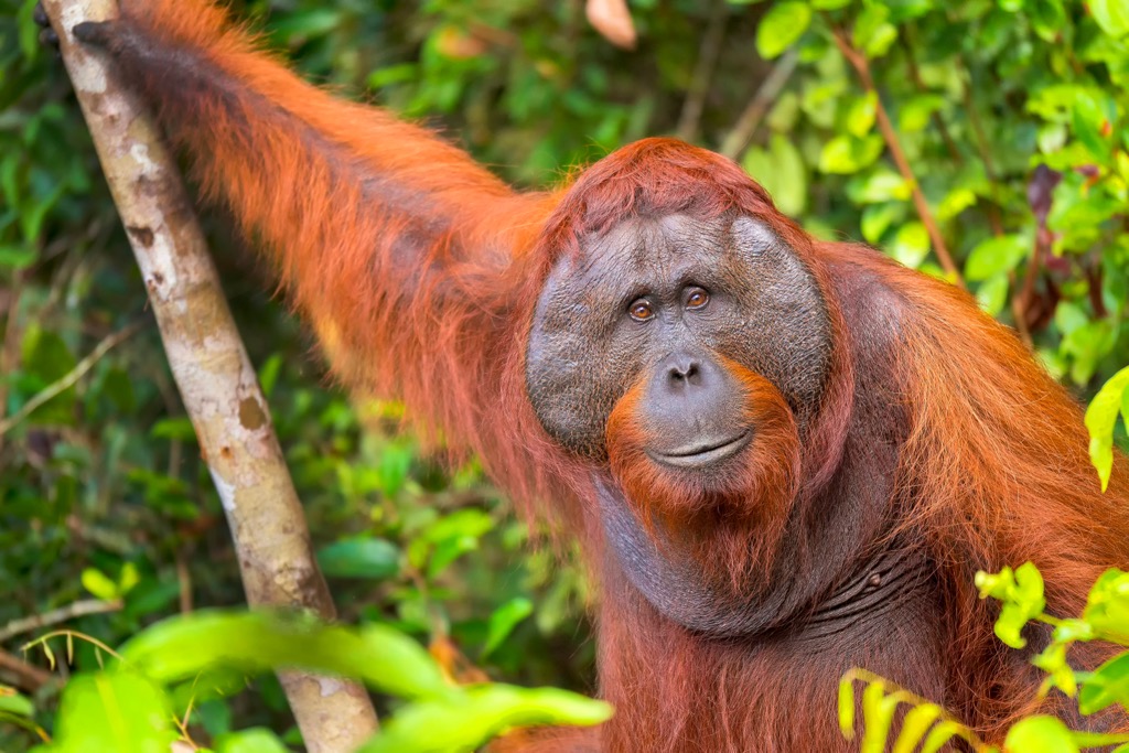 rainforests of Borneo, Orangutan, Indonesia