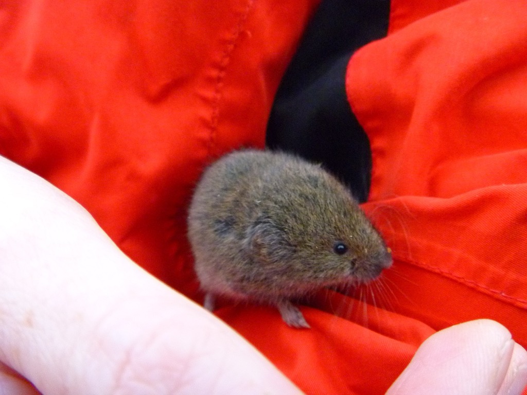 Juvenile bavarian pine vole. Innsbruck-Stadt