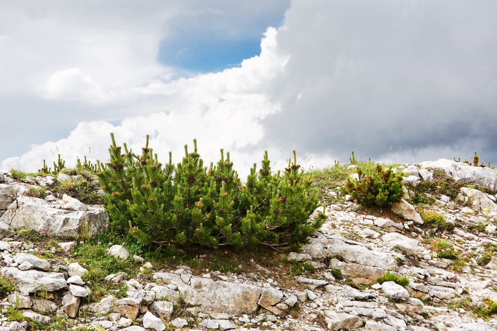 Pinus mugo. Innsbruck-Stadt