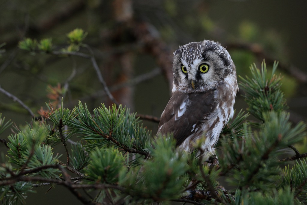 Tengmalm’s owl. Innsbruck-Stadt